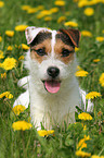 Jack Russell Terrier in a flower field