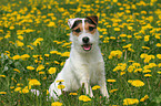 Jack Russell Terrier in a flower field