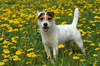 Jack Russell Terrier in a flower field