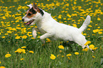 Jack Russell Terrier in a flower field