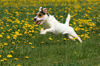 Jack Russell Terrier in a flower field