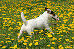 Jack Russell Terrier in a flower field