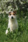 sitting Jack Russell Terrier in spring