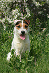 sitting Jack Russell Terrier in spring