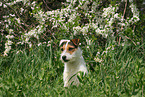 sitting Jack Russell Terrier in spring