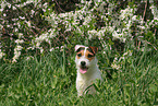 Jack Russell Terrier Portrait in spring