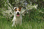 sitting Jack Russell Terrier in spring