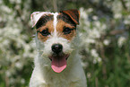 Jack Russell Terrier Portrait in spring