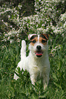 standing Jack Russell Terrier in spring