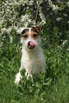 sitting Jack Russell Terrier in spring