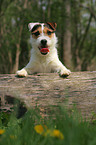 Jack Russell Terrier Portrait