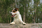 Jack Russell Terrier Portrait