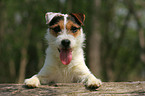 Jack Russell Terrier Portrait