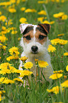 Jack Russell Terrier in a flower field