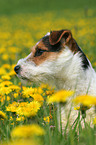 Jack Russell Terrier in a flower field