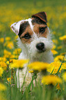 Jack Russell Terrier in a flower field