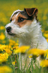 Jack Russell Terrier in a flower field