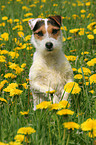 Jack Russell Terrier in a flower field