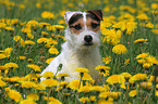 Jack Russell Terrier in a flower field