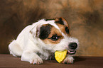 eating Jack Russell Terrier