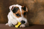 eating Jack Russell Terrier