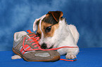Jack Russell Terrier with shoe