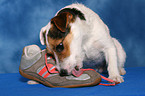 Jack Russell Terrier with shoe
