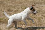 running Jack Russell Terrier