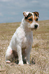 sitting Jack Russell Terrier