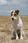 sitting Jack Russell Terrier