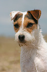 Jack Russell Terrier Portrait