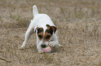 playing Jack Russell Terrier