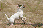 sitting Jack Russell Terrier