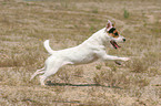 running Jack Russell Terrier