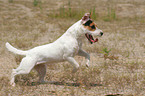 running Jack Russell Terrier