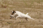 running Jack Russell Terrier