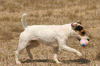 playing Jack Russell Terrier