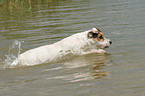 swimming Jack Russell Terrier