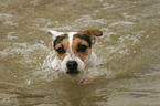 swimming Jack Russell Terrier