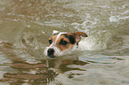 swimming Jack Russell Terrier