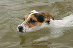 swimming Jack Russell Terrier