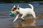 playing Jack Russell Terrier