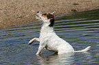 bathing Jack Russell Terrier