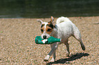 playing Jack Russell Terrier