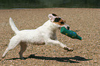 playing Jack Russell Terrier