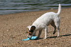 Jack Russell Terrier with toy