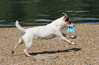 playing Jack Russell Terrier