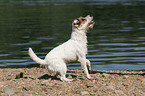 sitting Jack Russell Terrier