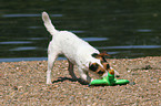 Jack Russell Terrier with toy