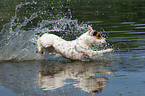 jumping Jack Russell Terrier